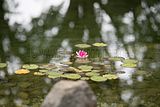 bad_langensalza_japanischer_garten_07_2017_016