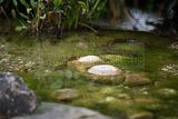 bad_langensalza_japanischer_garten_07_2017_017