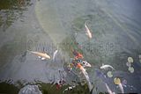 bad_langensalza_japanischer_garten_07_2017_028
