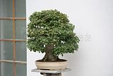 bad_langensalza_japanischer_garten_07_2017_035