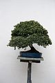 bad_langensalza_japanischer_garten_07_2017_038
