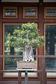 bad_langensalza_japanischer_garten_07_2017_041