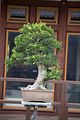 bad_langensalza_japanischer_garten_07_2017_042