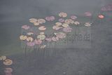 bad_langensalza_japanischer_garten_07_2017_049