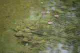 bad_langensalza_japanischer_garten_07_2017_051