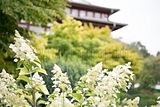 bad_langensalza_japanischer_garten_07_2017_061