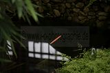 bad_langensalza_japanischer_garten_07_2017_081