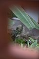 bad_langensalza_japanischer_garten_07_2017_082