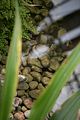bad_langensalza_japanischer_garten_07_2017_083