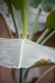 bad_langensalza_japanischer_garten_07_2017_084