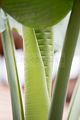 bad_langensalza_japanischer_garten_07_2017_088