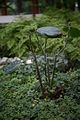 bad_langensalza_japanischer_garten_07_2017_092