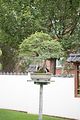bad_langensalza_japanischer_garten_07_2017_095