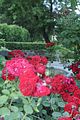 bad_langensalza_rosengarten_07_2017_002