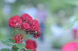 bad_langensalza_rosengarten_07_2017_003