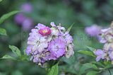 bad_langensalza_rosengarten_07_2017_004