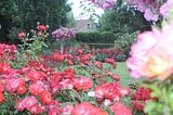 bad_langensalza_rosengarten_07_2017_008
