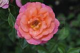 bad_langensalza_rosengarten_07_2017_010