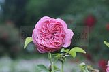 bad_langensalza_rosengarten_07_2017_011