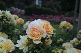 bad_langensalza_rosengarten_07_2017_012