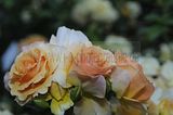 bad_langensalza_rosengarten_07_2017_013