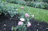 bad_langensalza_rosengarten_07_2017_017