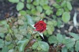 bad_langensalza_rosengarten_07_2017_018