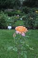 bad_langensalza_rosengarten_07_2017_021