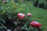 bad_langensalza_rosengarten_07_2017_022