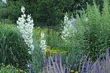 bad_langensalza_rosengarten_07_2017_023
