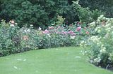 bad_langensalza_rosengarten_07_2017_025