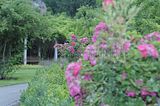 bad_langensalza_rosengarten_07_2017_028