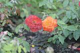 bad_langensalza_rosengarten_07_2017_030