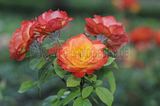 bad_langensalza_rosengarten_07_2017_032