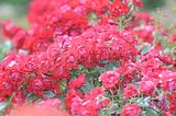 bad_langensalza_rosengarten_07_2017_033