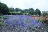 bad_langensalza_rosengarten_07_2017_034