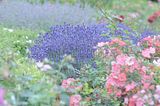 bad_langensalza_rosengarten_07_2017_037
