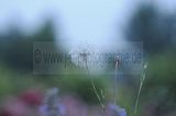 bad_langensalza_rosengarten_07_2017_040