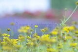 bad_langensalza_rosengarten_07_2017_043