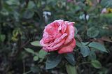 bad_langensalza_rosengarten_07_2017_047