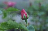 bad_langensalza_rosengarten_07_2017_048