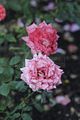 bad_langensalza_rosengarten_07_2017_049