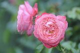 bad_langensalza_rosengarten_07_2017_050
