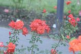 bad_langensalza_rosengarten_07_2017_051