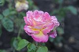 bad_langensalza_rosengarten_07_2017_052
