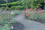 bad_langensalza_rosengarten_07_2017_053