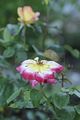 bad_langensalza_rosengarten_07_2017_054