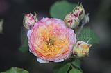 bad_langensalza_rosengarten_07_2017_056