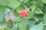bad_langensalza_rosengarten_07_2017_057