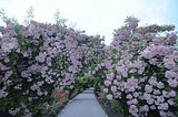 bad_langensalza_rosengarten_07_2017_059